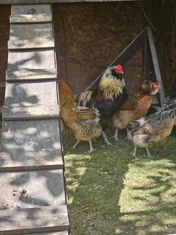Kmeň araucana 4+1 - 6