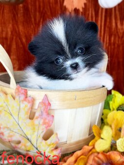 Pomeranian mini - 6