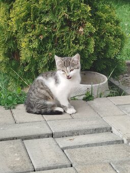 Darujem mačiatka - 6