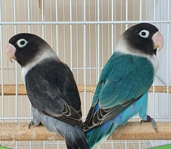 Agapornis škraboškovy - 6