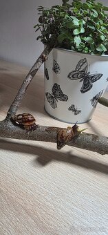 Slimák africký - 6