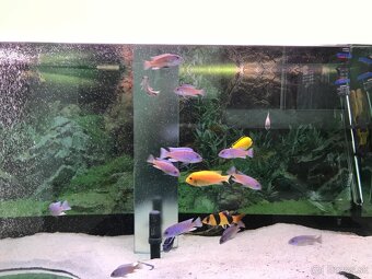 Predam dizajnové Akvarium Ehaim - 6