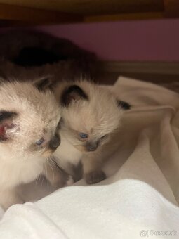 Mačiatka Ragdoll bez PP - 6