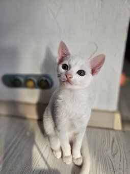 Ruská modrá mačka v bielej variante - 6