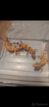 Gekončik nočny - 6