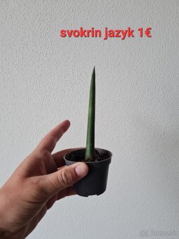 Epipremnum, philodendron a iné izbovky - 6