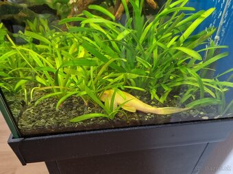 Akvarium diversa 120l so skrinkou - 6