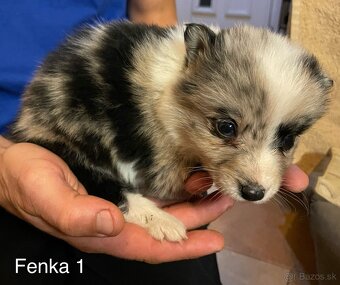 Border kólia - šteniatka - 6