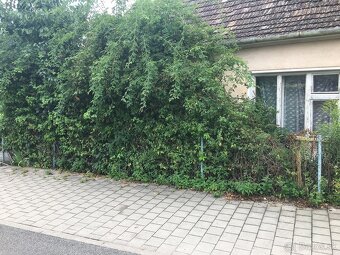 Rizikove pilenie stromov,kosenie a cistenie pozemkov - 6