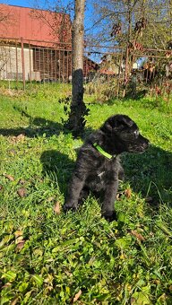 nemecký ovčiak šteniatka - 6