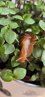 Africký slimák - 6