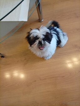Shi-tzu - 6