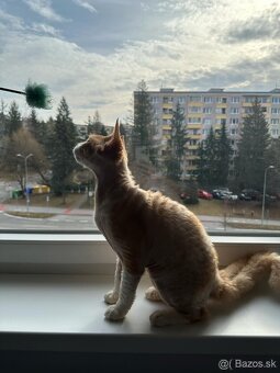 Dvojročný kocúrik plemena Devon rex si hľadá nový domov - 6