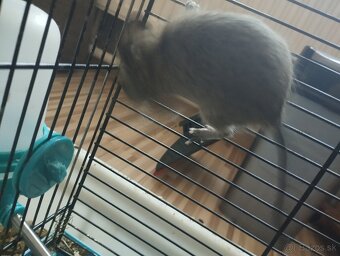 Osmak degu - 6