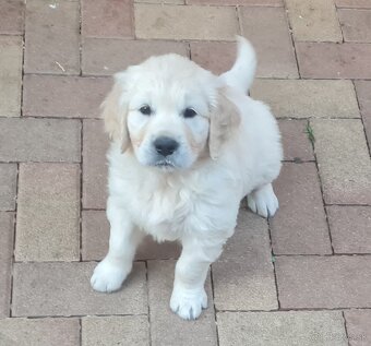 Zlatý retriever - voľná fenka, šteniatko s preukazom pôvodu - 6