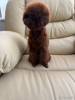 toy pudel dievča - 6