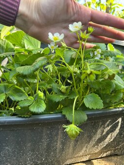 Sadenice mara de bois - ťahavé vysiace jahody - 6
