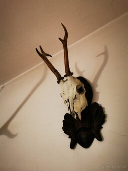 Srnec a iné trofeje - 6
