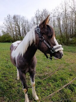 Ročná kobylka arab/painthorse - 6