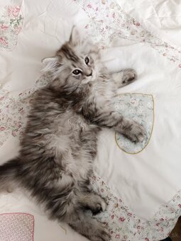 Predám mačiatka Maine coon - 6