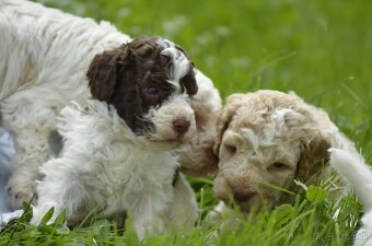 LAGOTTO ROMAGNOLO S PP/Italský vodní pes - 6