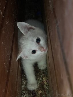 DARUJEM MAČIATKA – 2 mesiace, hravé a prítulné - 6