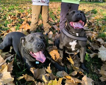 Amstaff šteniatka -verný modrý priatelia - 6