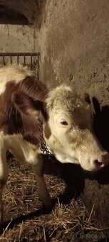 Predám býka Simental a jalovicu SS - 6