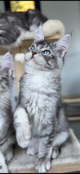 Freddie XXL veľkosť Mainská Myvalia s PP Maine Coon - 6