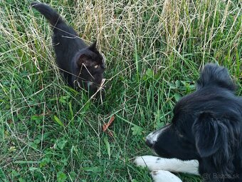 Darujem mačičky - 6