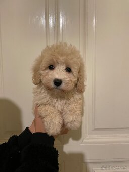 Maltipoo - 6