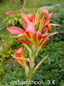 Kana indická (Canna indica) hľúzy. - 6