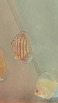Discus, terčovce - 6