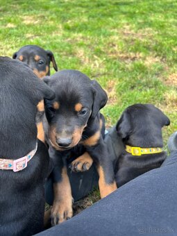 Šteniatka doberman - 6
