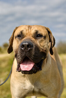 Kanarska Doga / Presa Canario s PP - 6