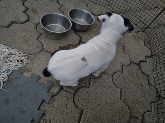 Predam štenatá Jack Russel terier - 6