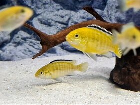 Africké cichlidy - labidochromis yellow - 6