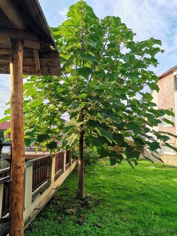 Paulownia Hybrid - 6