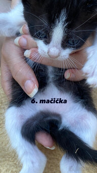 🐾Predáme mačiatka z Dunajskej Lužnej - 10€🐾 - 6