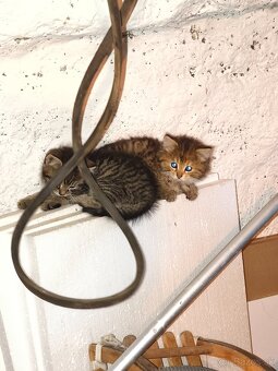 Mačiatka Maine coon + Nórska - 6