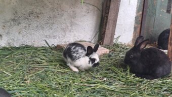 Predám mladé králiky, kríženec Králik zajačí - 6