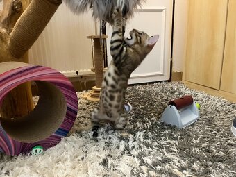 Bengalska mačka - 6