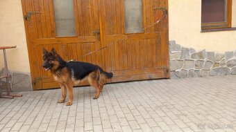 Nemecký ovčiak fenka s PP - 6