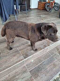 Ponúkam psa na krytie. - 6