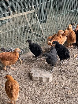 kuriatka amrox,hempšír  a australorpka čierna. - 6