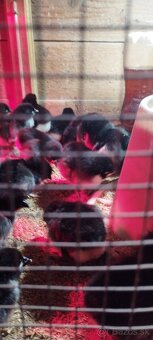 Kuriatka AUSTRALORP - 6