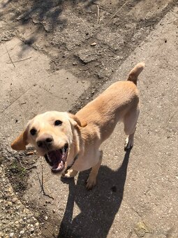 miešaní labrador retriver - 6