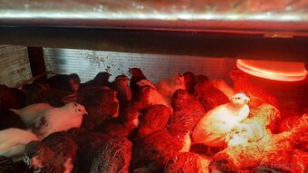 Predám prepelice japonské - 6