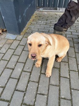 Labrador - 6