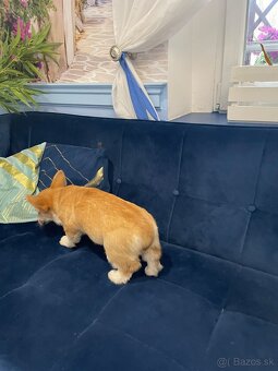 Welsh corgi pembroke - 6